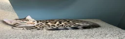 Bengal cats for sale:  Beautiful Bengal Kittens  - Advert 5