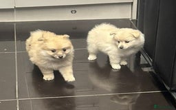 Pomeranian dogs for sale: Pomeranian pups  - Image 7