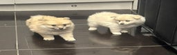 Pomeranian dogs for sale: Pomeranian pups  - Advert 7