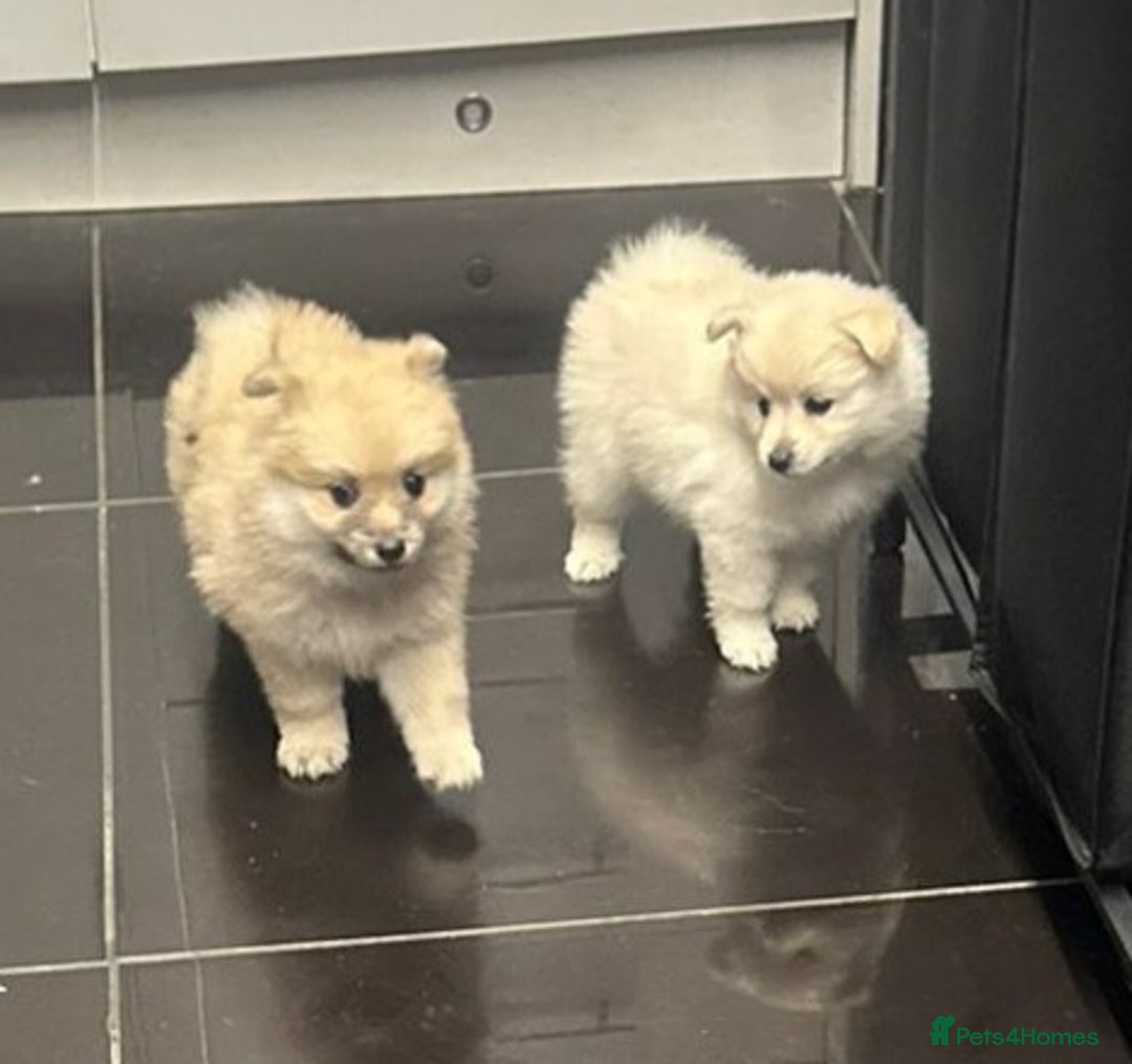 Pomeranian dogs for sale: Pomeranian pups  - Image 7