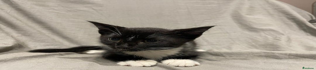 Mixed Breed Kitten 1