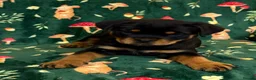 Rottweiler dogs for sale: Beautiful Rottweiler Puppies Available  - Advert 22