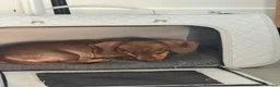 Dachshund dogs for sale: Beautiful dachshund READY for homes  - Advert 8