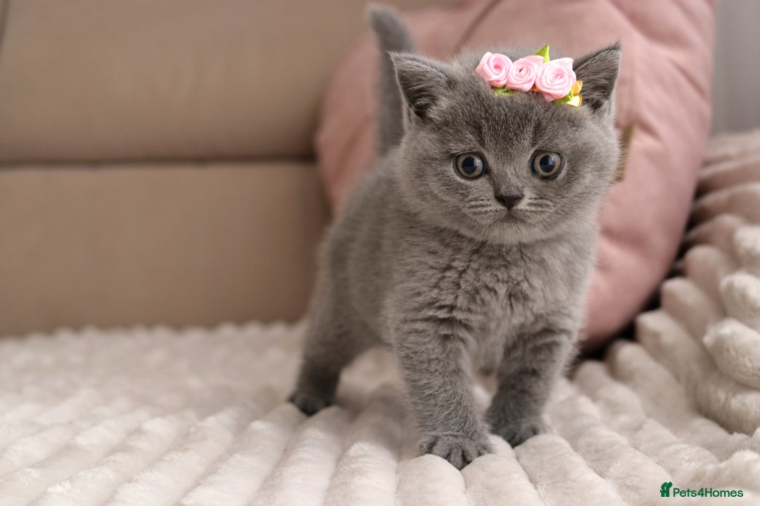 British Shorthair cats for sale: ❤️British Shorthair Kittens GCCF -Ready December  - Image 1