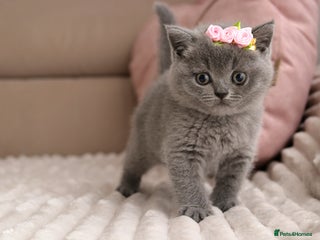 British Shorthair cats - Advert 5