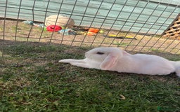 Mini Lop rabbits for sale: Male mini lop  - Image 1
