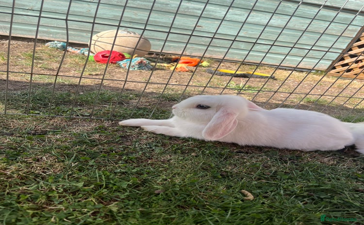 Mini Lop rabbits - Advert 7