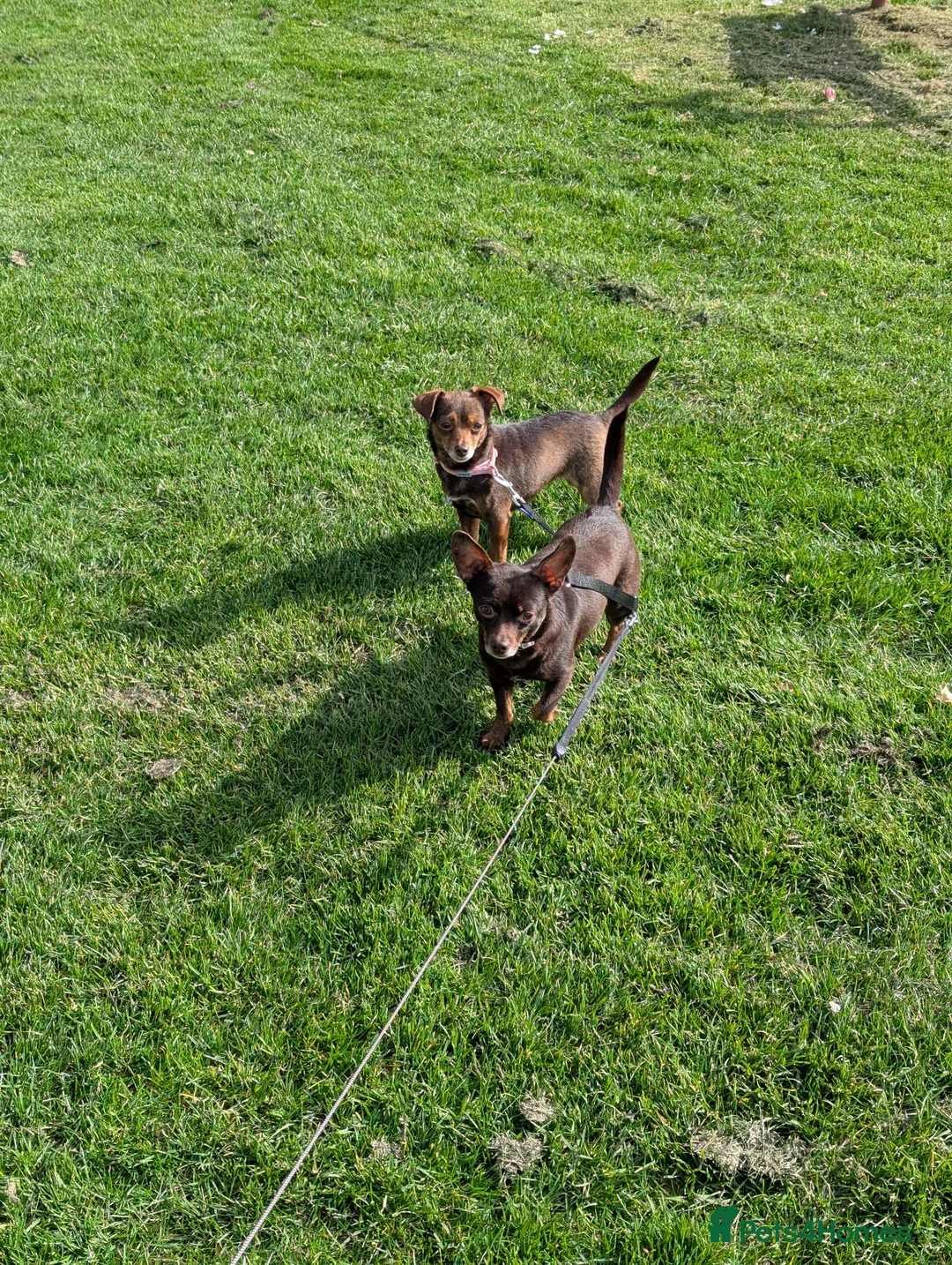 Mixed Breed dogs for sale: Girls  in Felixstowe - Advert 3