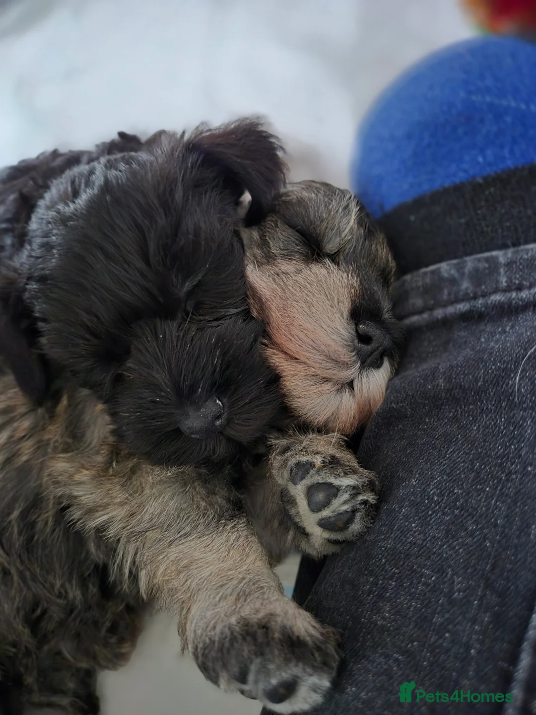 Miniature Schnauzer dogs for sale: RKC reg 2 boys 1 girl available end of FEB - Advert 7