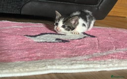 American Shorthair cats for sale: American shorthair x Turkish van kittens  - Image 28