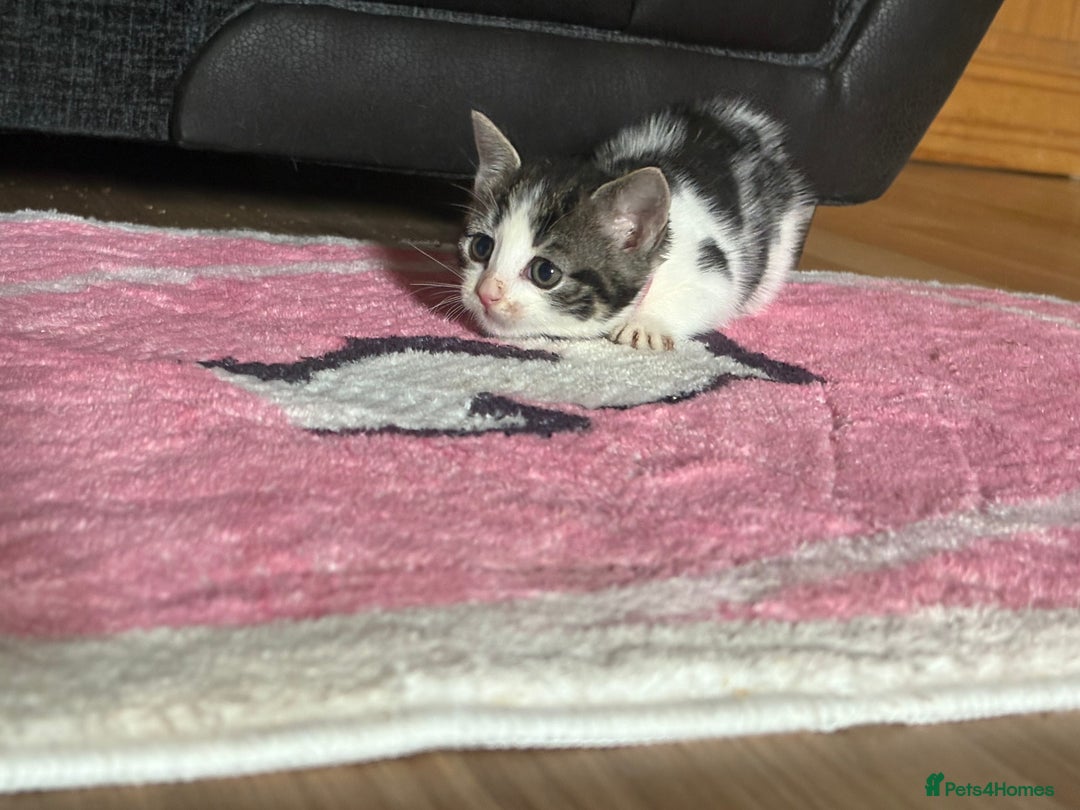 American Shorthair cats for sale: American shorthair x Turkish van kittens  - Image 28