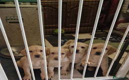 Labrador Retriever dogs for sale: Fox red Labrador Retrievers pups for sale. - Image 2
