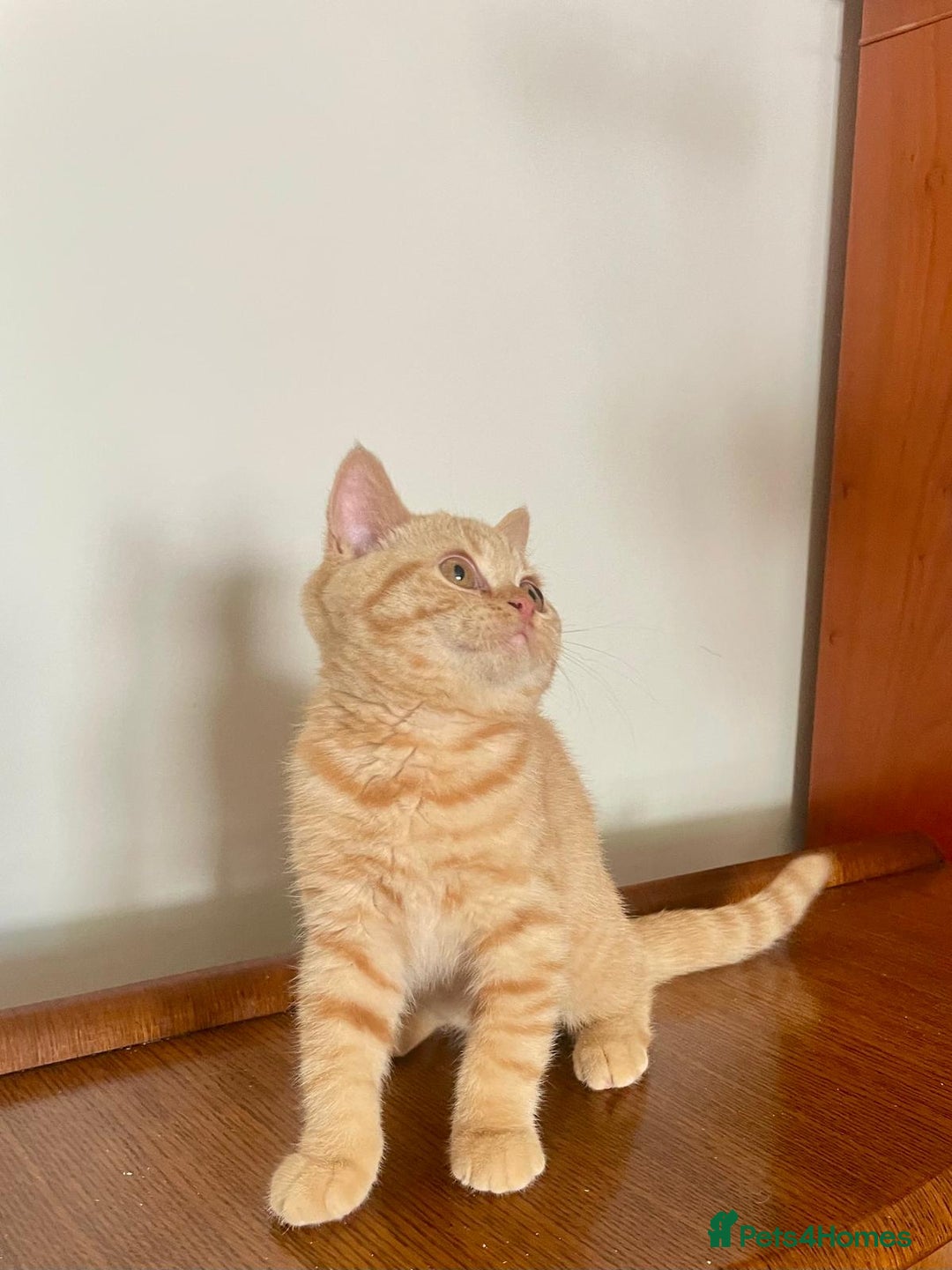 British Shorthair cats for sale: Pancake & Maple Syrup - BSH sisters  in Southampton - Image 13