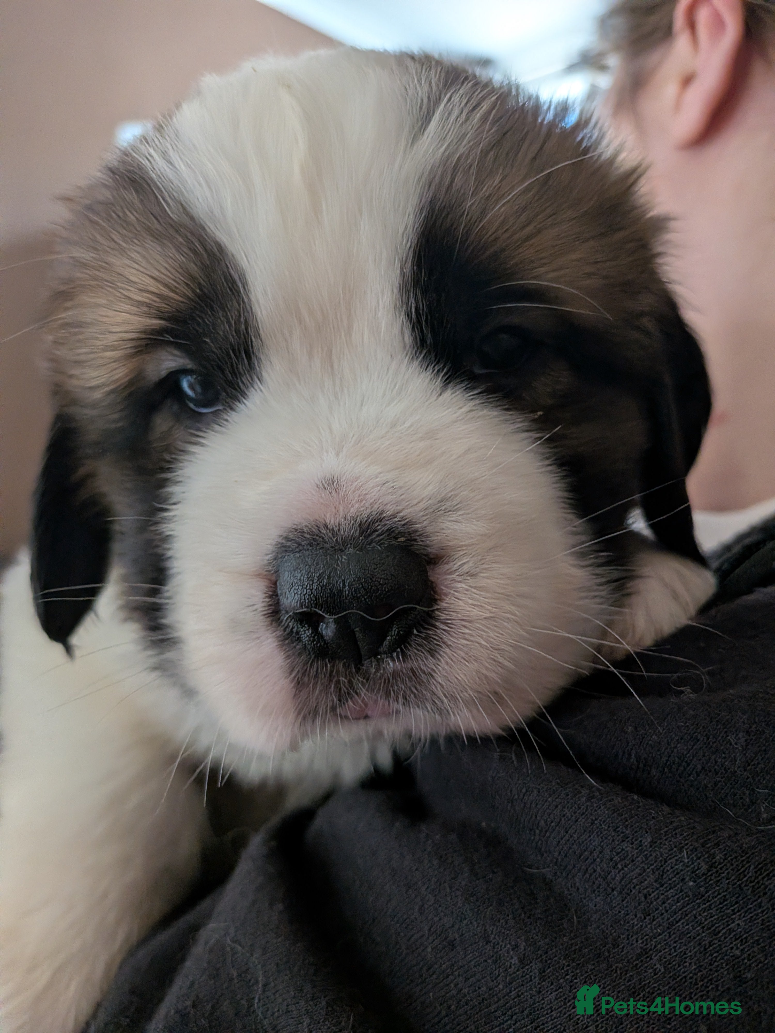 Saint Bernard dogs Saint Bernards KC registered, Hip and Elbow scored - Advert 2