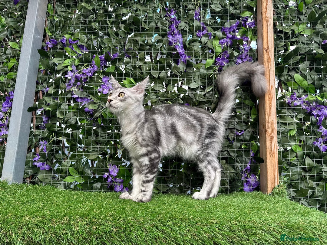 Maine Coon cats for sale: Russian bloodline Maine Coon Kittens 20+Gen! 🏆 - Image 27
