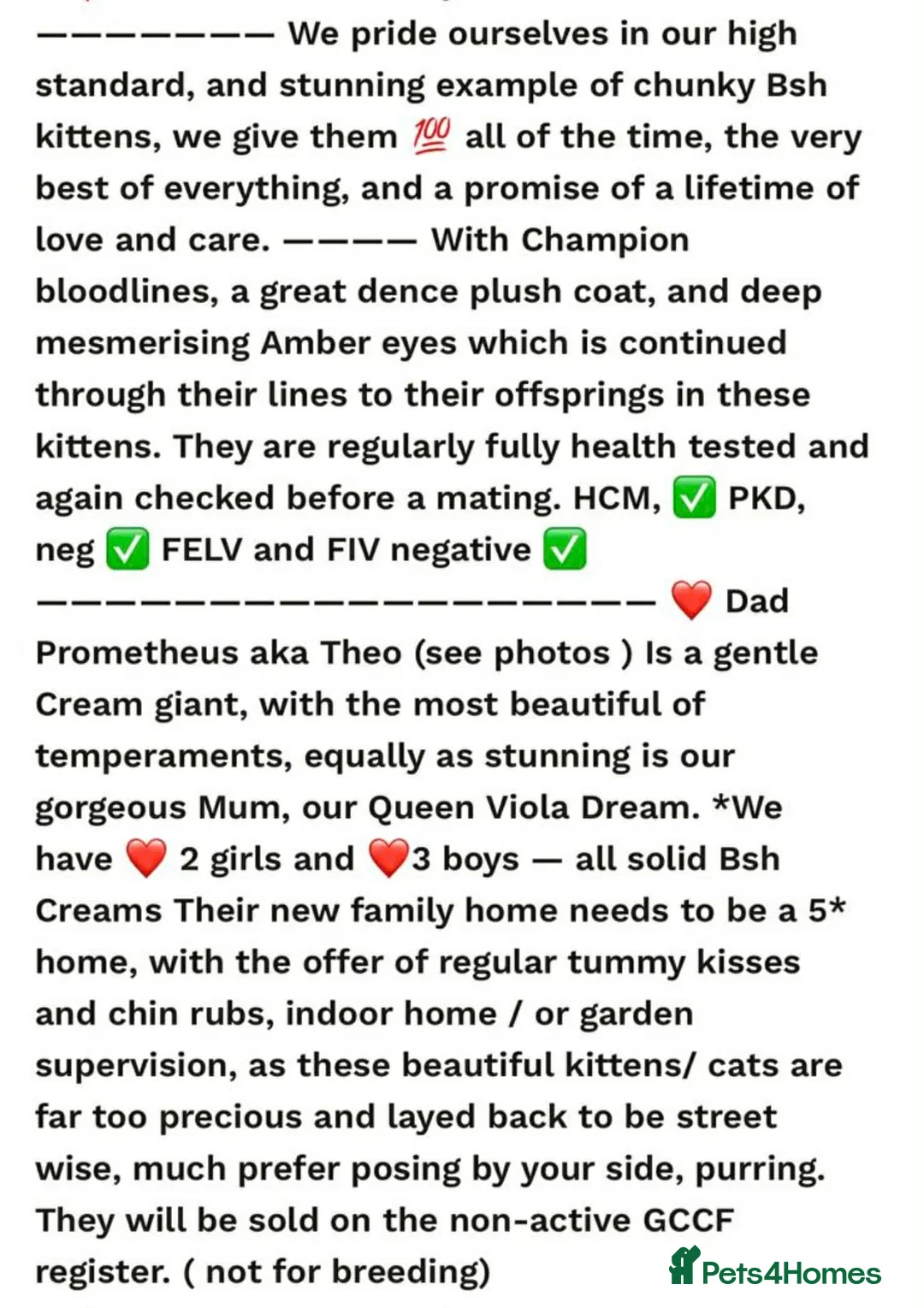 British Shorthair cats for sale: Stunning GCCF reg BSH kittens  - Advert 2