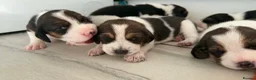 Beagle dogs for sale: 🐶 Beautiful Beagle Puppies for Sale 🐶 - Advert 9