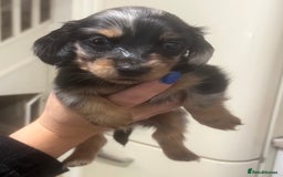 Miniature Dachshund dogs for sale: Dachshund male Puppie long haired  - Image 2