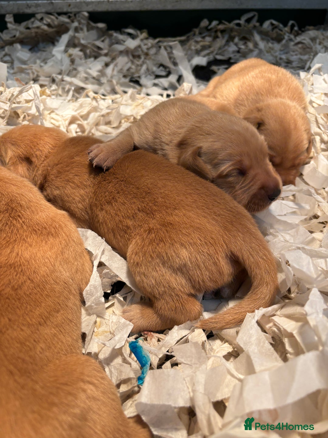 Labrador Retriever dogs for sale: KC Registered Fox Red Labradors - Image 7