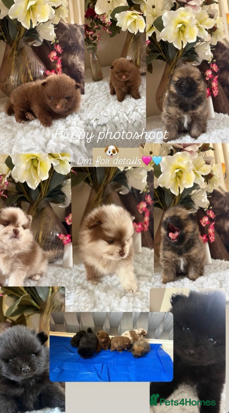 Pomeranian dogs Fur babies need loving forever home  - Advert 1