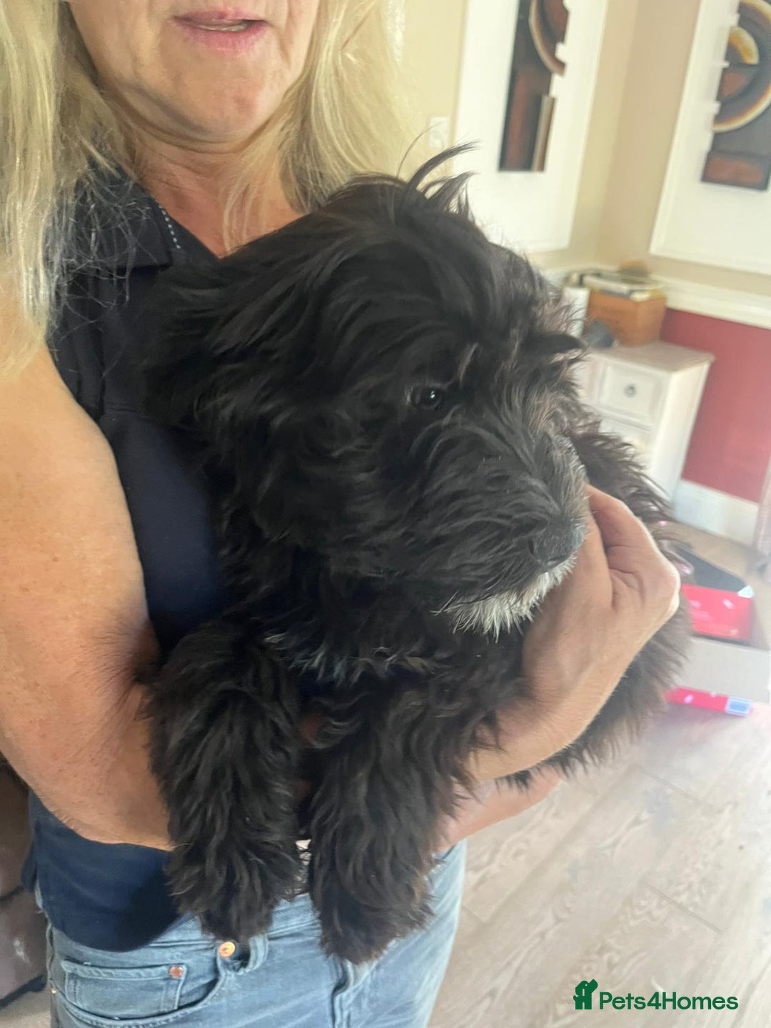 Portuguese Water Dog dogs for sale: Portuguese water dog pups: ready now - Image 3