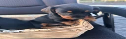 Dachshund dogs for sale: Dachshund  - Advert 4