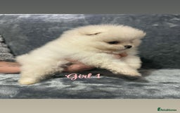 Pomeranian dogs for sale: Teddy bear optic white Pomeranians puppies - Advert 13