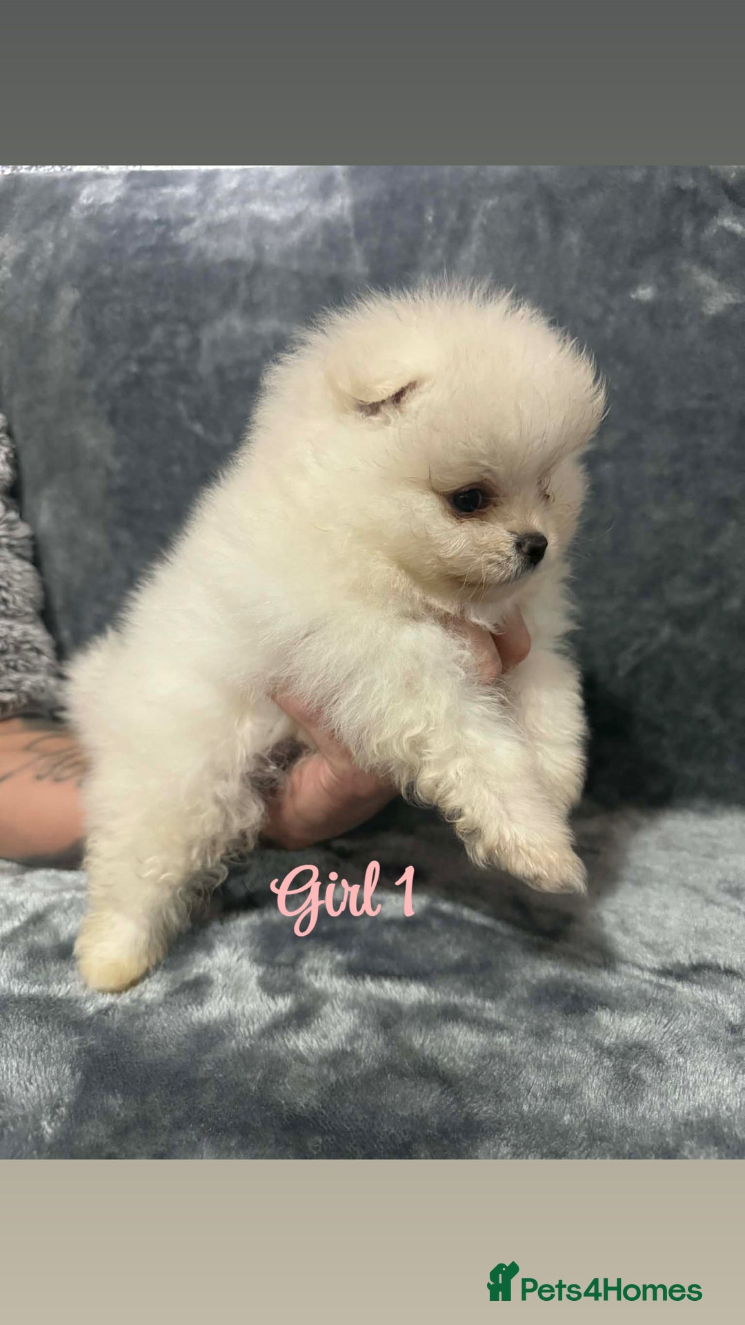 Pomeranian dogs for sale: Teddy bear optic white Pomeranians puppies - Advert 13