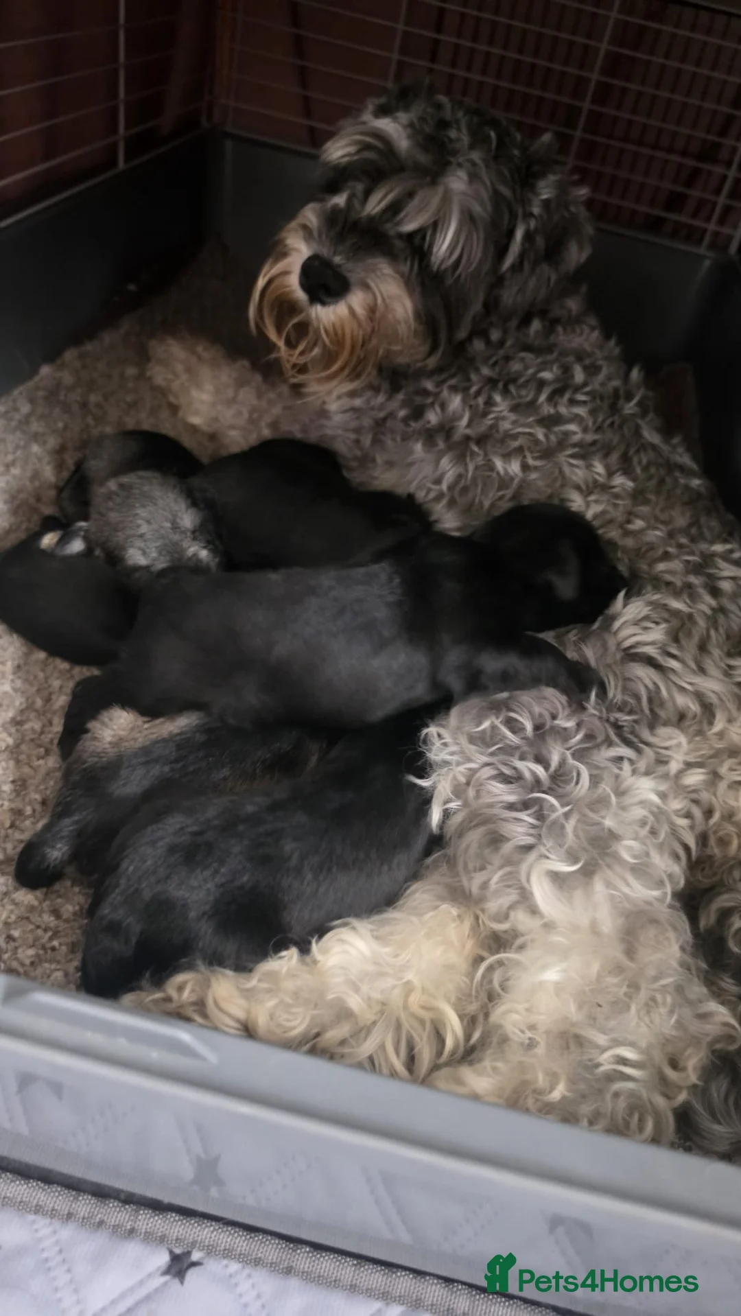 Miniature Schnauzer dogs for sale: 🐾❤️ Stunning Miniature Schnauzer Puppies 🐾❤️ - Advert 2