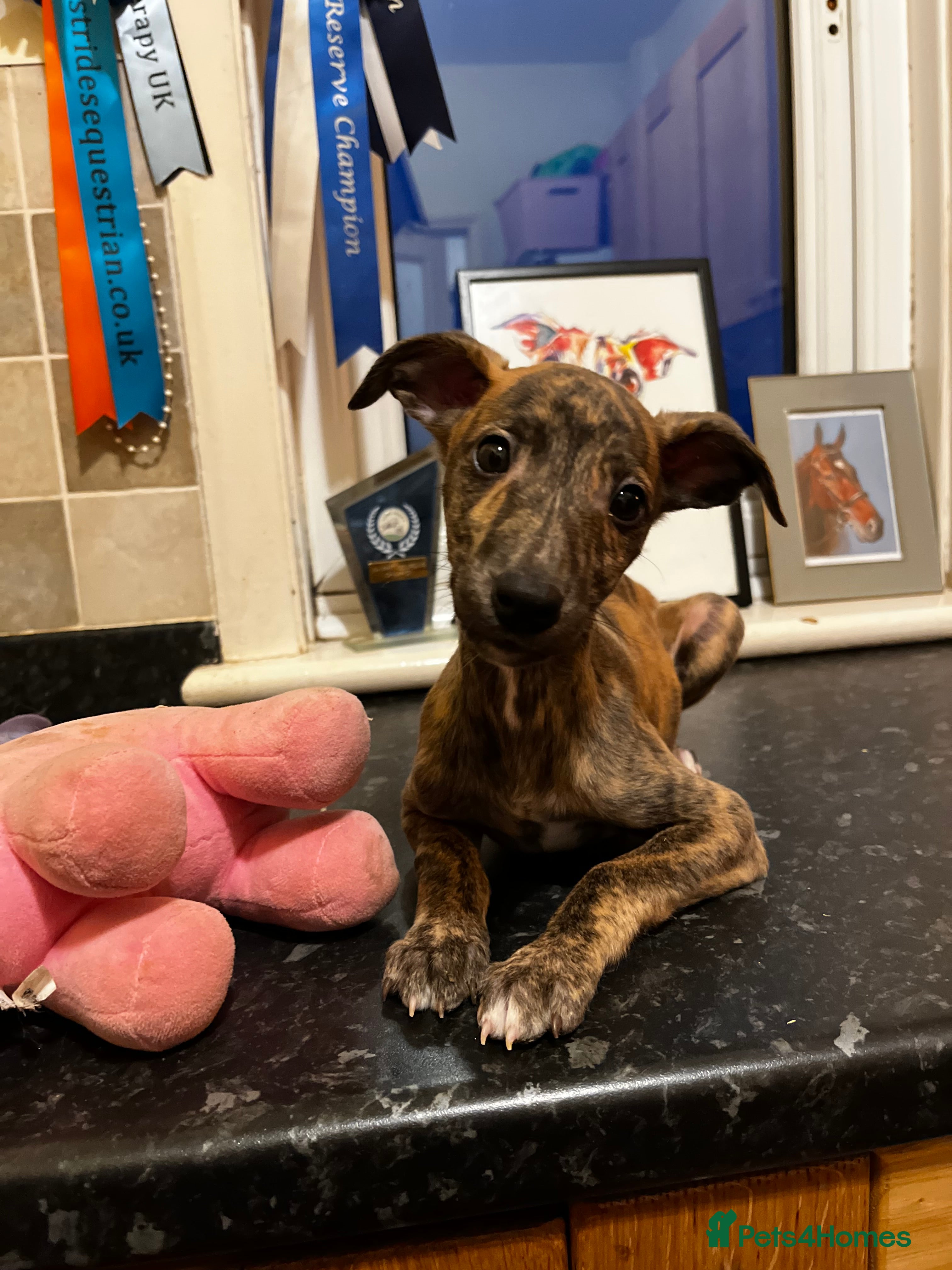 Whippet dogs Stunning KC Male - Advert 18