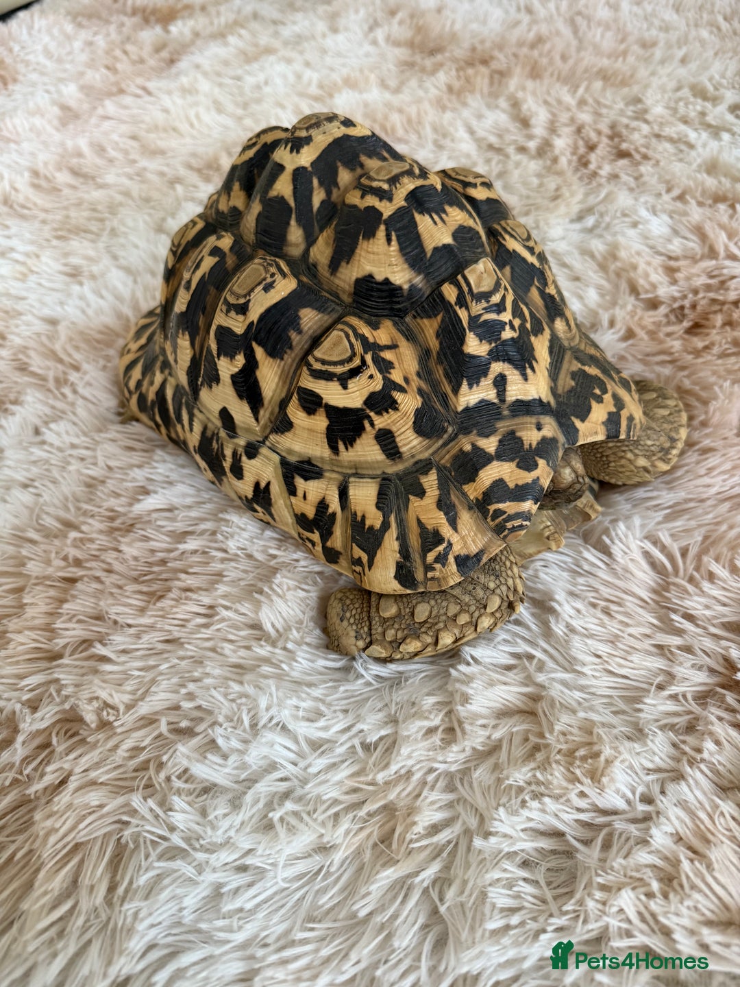 Tortoise reptiles for sale: Leopard Tortoise - Advert 3