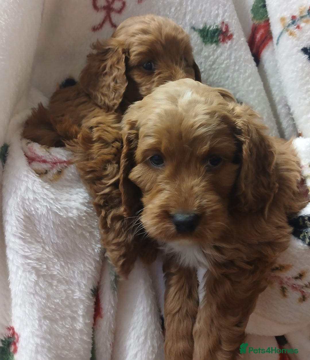 Cockapoo dogs for sale: Cockapoo puppies - Advert 3