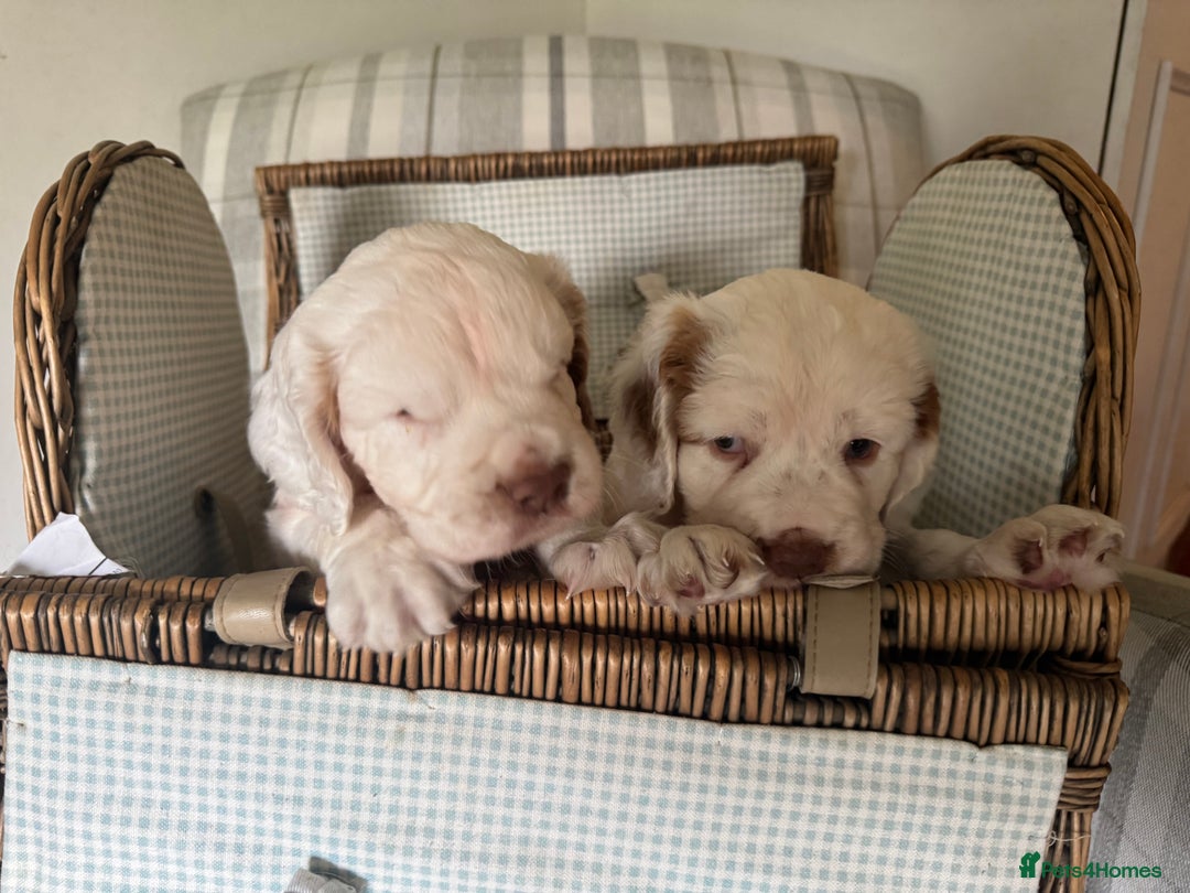 Clumber Spaniel dogs for sale: Fantastic Clumber Spaniel Puppy’s  - Image 5