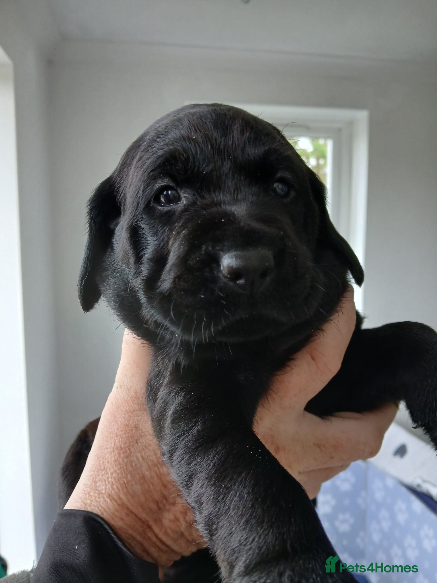 Labrador Retriever dogs Beautiful KC Registered Labrador Retreivers  - Advert 14