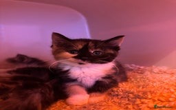 Persian cats for sale: Persian Kittens  - Image 36