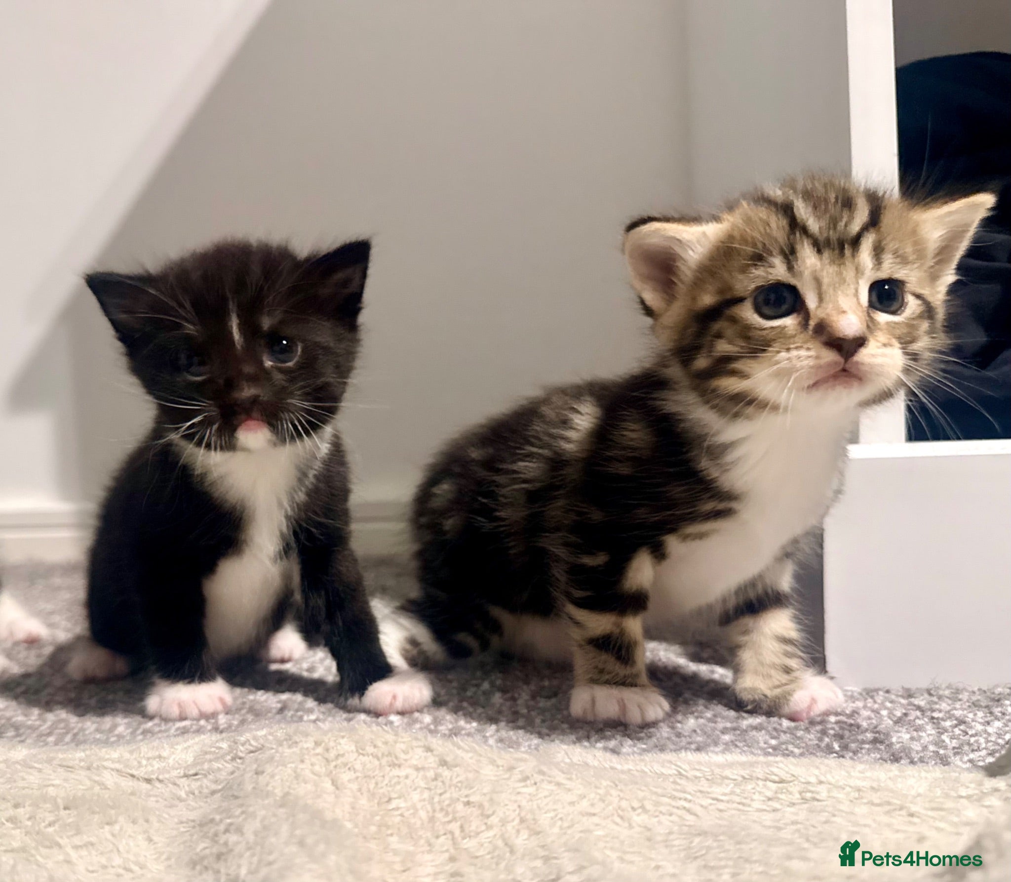 Turkish Angora cats 🐾 Exceptional Turkish Angora x Kittens in Belper - Advert 17