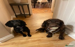 Cocker Spaniel dogs for sale: Stunning Working Cocker Spaniel pups  - Image 7