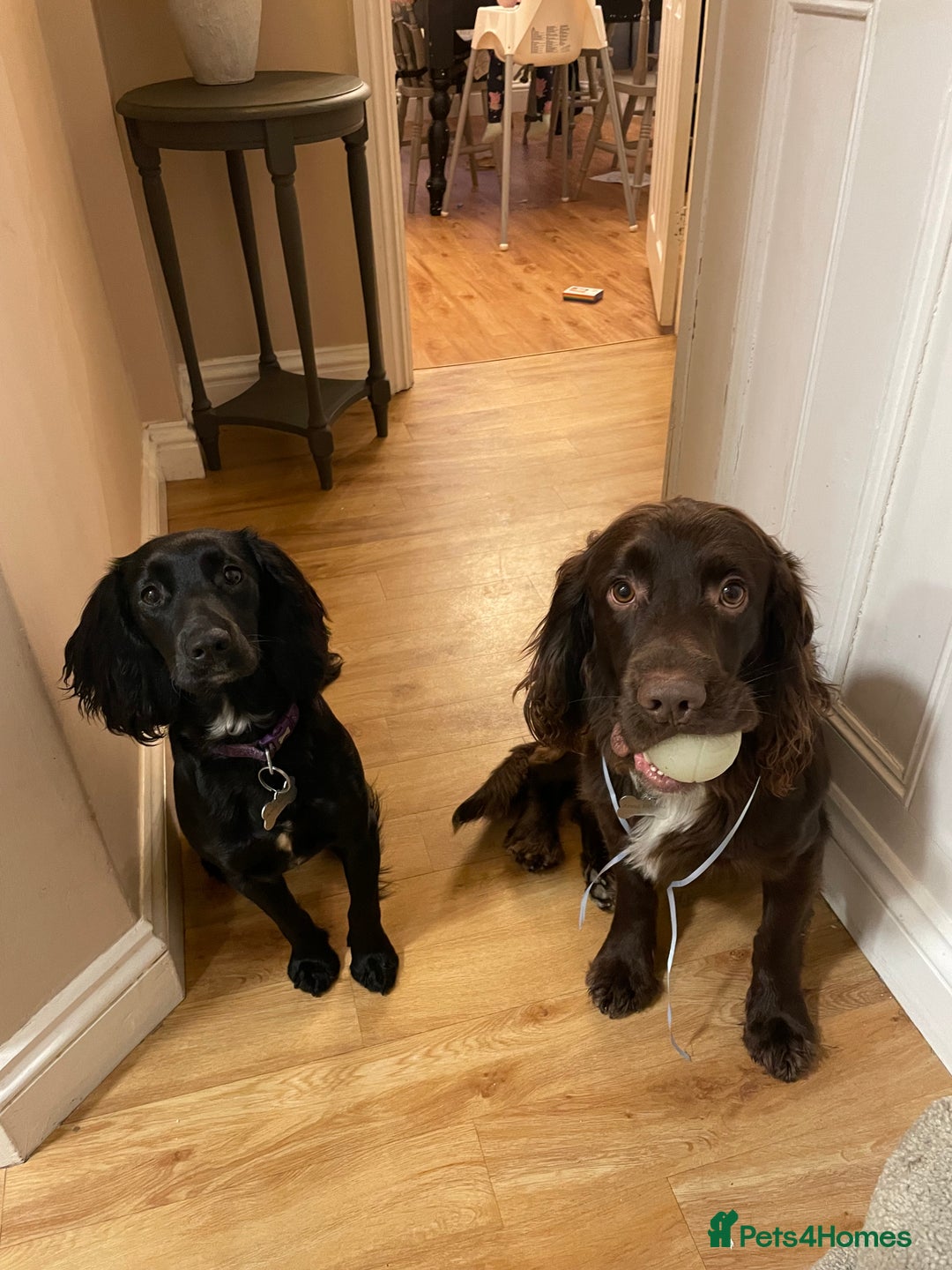 Cocker Spaniel dogs for sale: Stunning Working Cocker Spaniel pups  - Image 7