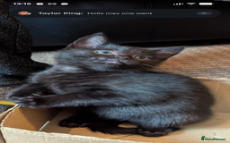 Mixed Breed cats for sale: Female kitten  - Advert 5