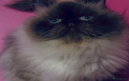 Himalayan cats for sale: Colourpoint CP Persian Himi Himalayan colour point - Image 6