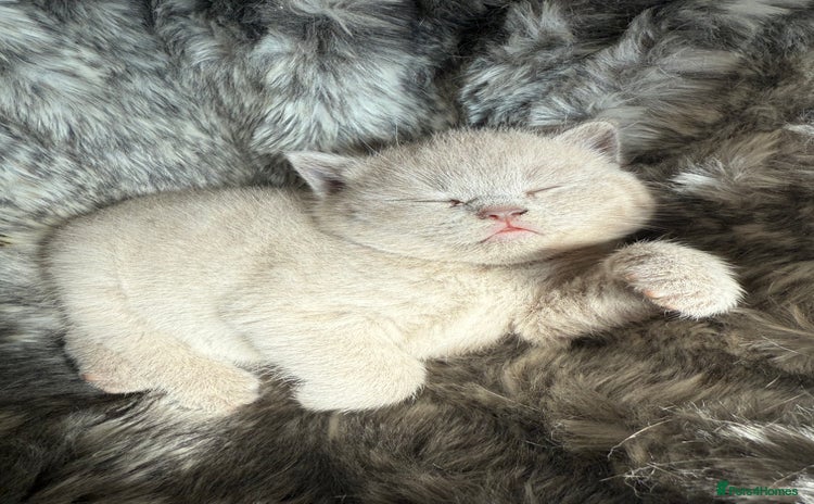 British Shorthair cats - Advert 15