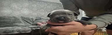 Staffordshire Bull Terrier 3