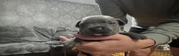 Staffordshire Bull Terrier dogs for sale: Full DNA health tested Staffie puppies - Advert 7