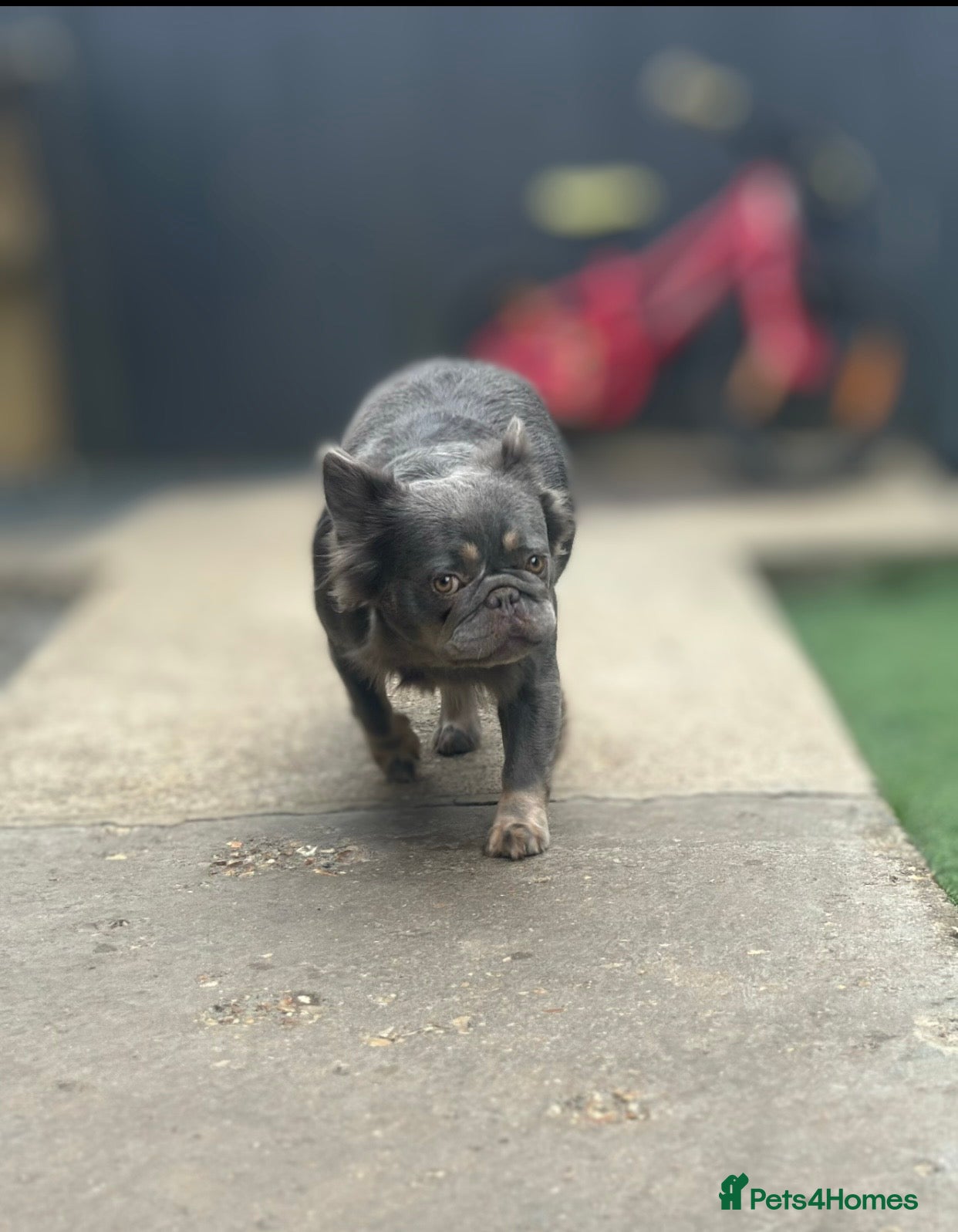 French Bulldog dogs Female Lilac&Tan French Bulldog For Sale - Advert 13