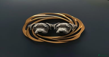 Staffordshire Bull Terrier dogs - Advert 3