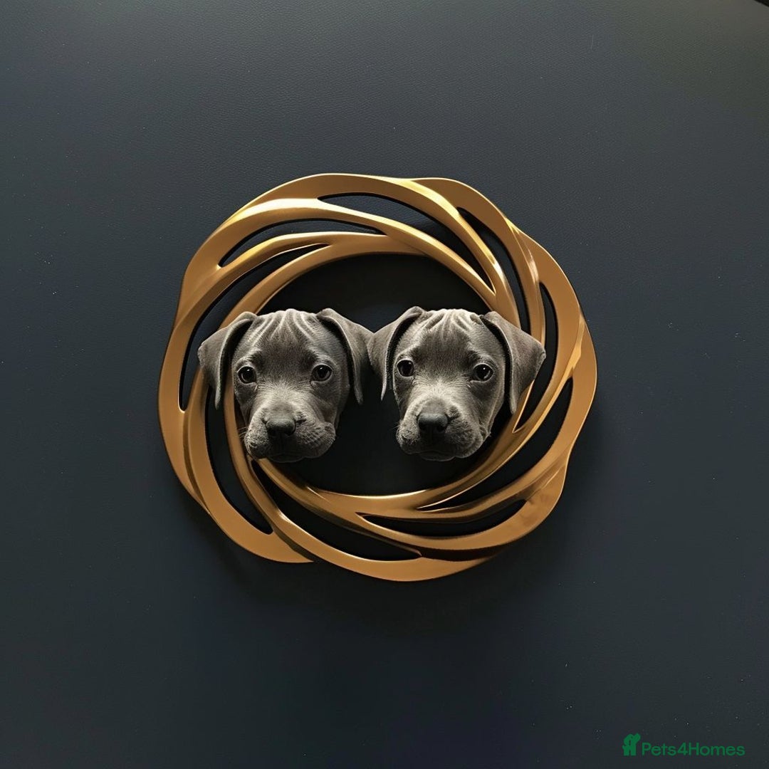 Staffordshire Bull Terrier dogs for sale: Blue Staffies For Sale - Image 2