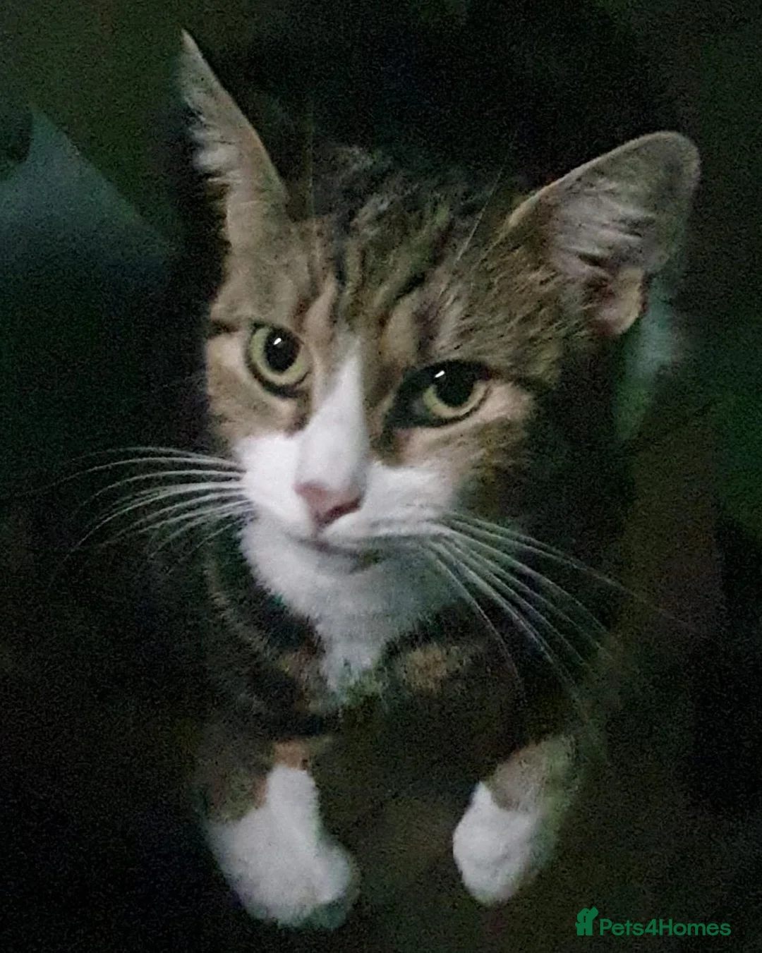 Mixed Breed cats for sale: Male Tabby Kitten - Advert 7