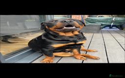 Rottweiler dogs for stud: Rottweiler stud - Image 2