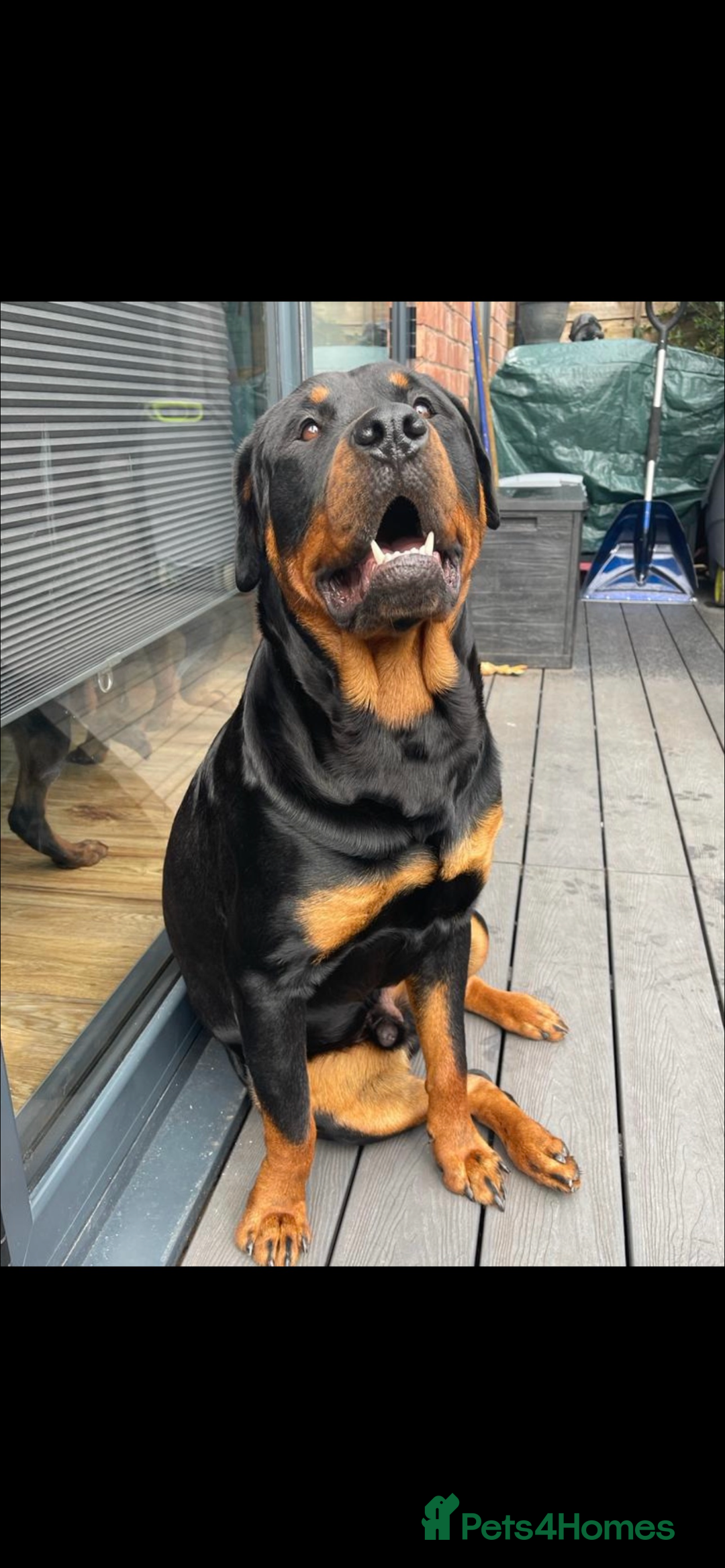 Rottweiler dogs for stud: Rottweiler stud - Image 2