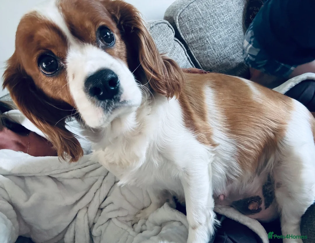 Cavapoo dogs for sale: 4 Beautiful Cavapoo puppies - Advert 14